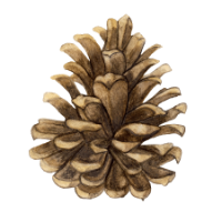 CKX Lands, Inc. logo